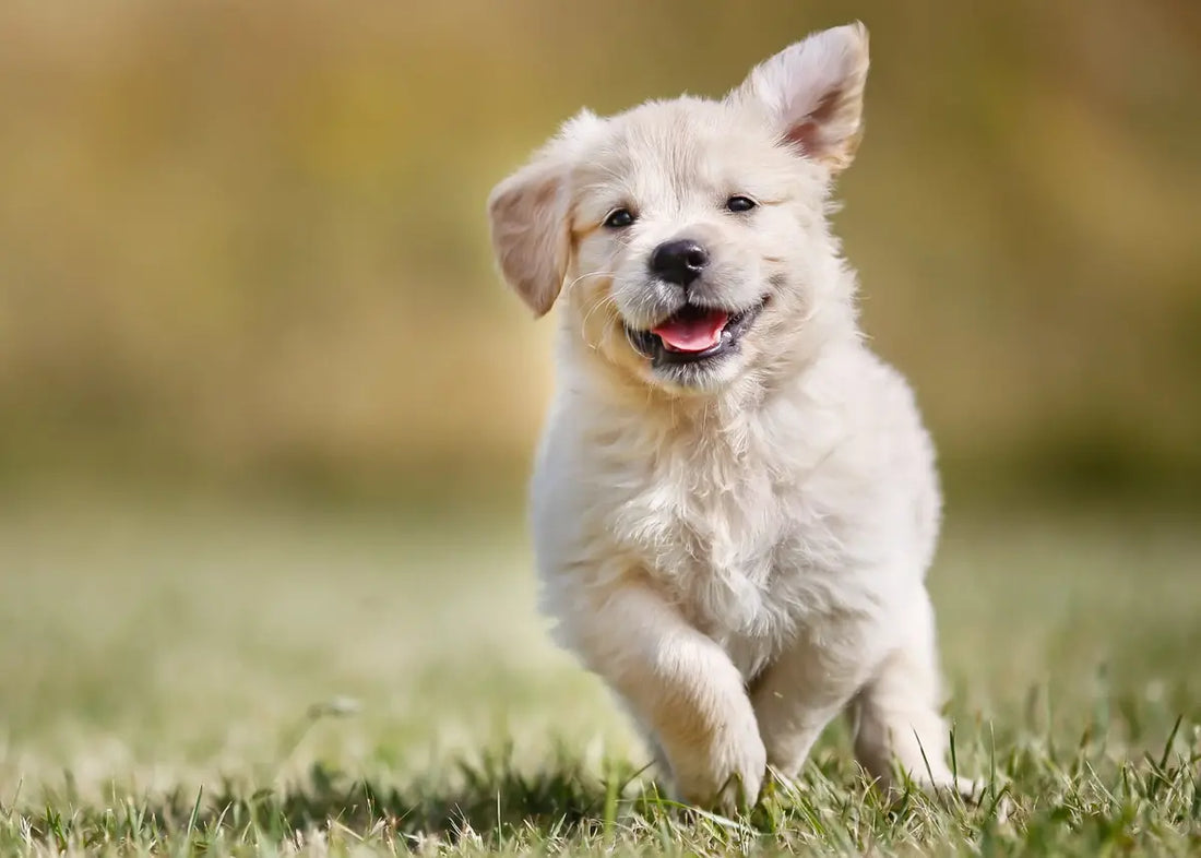 Dog in a field