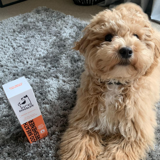 Dog Dental Breath Freshener Water Additive (237ml)